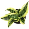 image:imageAltman Plants Sansevieria Laurentii Snake Plants White Planter Variegated Snake Plant Decor Easy Plant Gift amp Desk Plant Live Snake Plant Live Indoor with Pot Air PurifyingSansevieria Superba