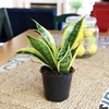 image:imageAltman Plants Sansevieria Laurentii Snake Plants White Planter Variegated Snake Plant Decor Easy Plant Gift amp Desk Plant Live Snake Plant Live Indoor with Pot Air PurifyingSansevieria Superba