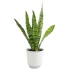 image:imageAltman Plants Sansevieria Laurentii Snake Plants White Planter Variegated Snake Plant Decor Easy Plant Gift amp Desk Plant Live Snake Plant Live Indoor with Pot Air PurifyingZeylanica