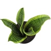 image:imageAltman Plants Sansevieria Laurentii Snake Plants White Planter Variegated Snake Plant Decor Easy Plant Gift amp Desk Plant Live Snake Plant Live Indoor with Pot Air Purifying425 White Dcor Pot
