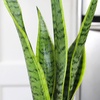 image:imageAltman Plants Sansevieria Laurentii Snake Plants White Planter Variegated Snake Plant Decor Easy Plant Gift amp Desk Plant Live Snake Plant Live Indoor with Pot Air Purifying425 White Dcor Pot