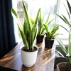 image:imageAltman Plants Sansevieria Laurentii Snake Plants White Planter Variegated Snake Plant Decor Easy Plant Gift amp Desk Plant Live Snake Plant Live Indoor with Pot Air Purifying425 White Dcor Pot