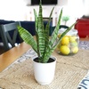 image:imageAltman Plants Sansevieria Laurentii Snake Plants White Planter Variegated Snake Plant Decor Easy Plant Gift amp Desk Plant Live Snake Plant Live Indoor with Pot Air PurifyingZeylanica