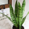 image:imageAltman Plants Sansevieria Laurentii Snake Plants White Planter Variegated Snake Plant Decor Easy Plant Gift amp Desk Plant Live Snake Plant Live Indoor with Pot Air PurifyingZeylanica