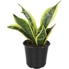 image:imageAltman Plants Sansevieria Laurentii Snake Plants White Planter Variegated Snake Plant Decor Easy Plant Gift amp Desk Plant Live Snake Plant Live Indoor with Pot Air PurifyingSansevieria Superba