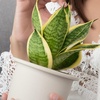 image:imageAltman Plants Sansevieria Laurentii Snake Plants White Planter Variegated Snake Plant Decor Easy Plant Gift amp Desk Plant Live Snake Plant Live Indoor with Pot Air PurifyingSansevieria Superba