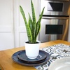 image:imageAltman Plants Sansevieria Laurentii Snake Plants White Planter Variegated Snake Plant Decor Easy Plant Gift amp Desk Plant Live Snake Plant Live Indoor with Pot Air Purifying425 White Dcor Pot