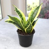 image:imageAltman Plants Sansevieria Laurentii Snake Plants White Planter Variegated Snake Plant Decor Easy Plant Gift amp Desk Plant Live Snake Plant Live Indoor with Pot Air PurifyingSansevieria Superba