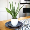 image:imageAltman Plants Sansevieria Laurentii Snake Plants White Planter Variegated Snake Plant Decor Easy Plant Gift amp Desk Plant Live Snake Plant Live Indoor with Pot Air PurifyingZeylanica