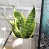 image:imageAltman Plants Sansevieria Laurentii Snake Plants White Planter Variegated Snake Plant Decor Easy Plant Gift amp Desk Plant Live Snake Plant Live Indoor with Pot Air PurifyingSansevieria Superba