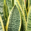 image:imageAltman Plants Sansevieria Laurentii Snake Plants White Planter Variegated Snake Plant Decor Easy Plant Gift amp Desk Plant Live Snake Plant Live Indoor with Pot Air PurifyingSansevieria Superba
