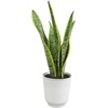 image:imageAltman Plants Sansevieria Laurentii Snake Plants White Planter Variegated Snake Plant Decor Easy Plant Gift amp Desk Plant Live Snake Plant Live Indoor with Pot Air Purifying425 White Dcor Pot