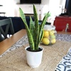 image:imageAltman Plants Sansevieria Laurentii Snake Plants White Planter Variegated Snake Plant Decor Easy Plant Gift amp Desk Plant Live Snake Plant Live Indoor with Pot Air Purifying425 White Dcor Pot