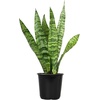 image:imageAltman Plants Sansevieria Superba Snake Plants Easy Plant Care Variegated 425 PotVariegated