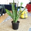 image:imageAltman Plants Sansevieria Superba Snake Plants Easy Plant Care Variegated 425 PotVariegated