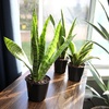 image:imageAltman Plants Sansevieria Superba Snake Plants Easy Plant Care Variegated 425 PotVariegated