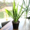 image:imageAltman Plants Sansevieria Superba Snake Plants Easy Plant Care Variegated 425 PotVariegated