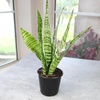 image:imageAltman Plants Sansevieria Superba Snake Plants Easy Plant Care Variegated 425 PotVariegated
