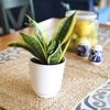 image:imageAltman Plants Sansevieria Superba Snake Plants Easy Plant Care Variegated 425 PotWhite Pot