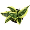 image:imageAltman Plants Sansevieria Superba Snake Plants Easy Plant Care Variegated 425 PotWhite Pot