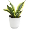 image:imageAltman Plants Sansevieria Superba Snake Plants Easy Plant Care Variegated 425 PotWhite Pot