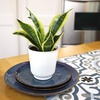 image:imageAltman Plants Sansevieria Superba Snake Plants Easy Plant Care Variegated 425 PotWhite Pot
