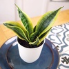 image:imageAltman Plants Sansevieria Superba Snake Plants Easy Plant Care Variegated 425 PotWhite Pot
