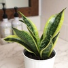 image:imageAltman Plants Sansevieria Superba Snake Plants Easy Plant Care Variegated 425 PotWhite Pot