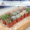 image:imageAltman Plants Specialty Live Succulent Plant 6 Pack No Duplicates Assorted Succulents Featuring Unique Colors amp Shapes 2 in Pots12PACK