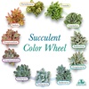 image:imageAltman Plants Specialty Live Succulent Plant 6 Pack No Duplicates Assorted Succulents Featuring Unique Colors amp Shapes 2 in Pots12PACK