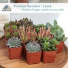 image:imageAltman Plants Specialty Live Succulent Plant 6 Pack No Duplicates Assorted Succulents Featuring Unique Colors amp Shapes 2 in Pots12PACK