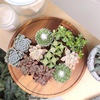 image:imageAltman Plants Specialty Live Succulent Plant 6 Pack No Duplicates Assorted Succulents Featuring Unique Colors amp Shapes 2 in Pots12PACK