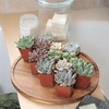 image:imageAltman Plants Specialty Live Succulent Plant 6 Pack No Duplicates Assorted Succulents Featuring Unique Colors amp Shapes 2 in Pots12PACK