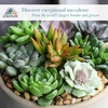 image:imageAltman Plants Specialty Live Succulent Plant 6 Pack No Duplicates Assorted Succulents Featuring Unique Colors amp Shapes 2 in Pots12PACK
