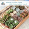 image:imageAltman Plants Specialty Live Succulent Plant 6 Pack No Duplicates Assorted Succulents Featuring Unique Colors amp Shapes 2 in Pots20PACK
