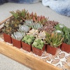 image:imageAltman Plants Specialty Live Succulent Plant 6 Pack No Duplicates Assorted Succulents Featuring Unique Colors amp Shapes 2 in Pots20PACK