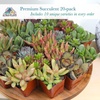 image:imageAltman Plants Specialty Live Succulent Plant 6 Pack No Duplicates Assorted Succulents Featuring Unique Colors amp Shapes 2 in Pots20PACK