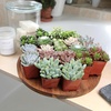 image:imageAltman Plants Specialty Live Succulent Plant 6 Pack No Duplicates Assorted Succulents Featuring Unique Colors amp Shapes 2 in Pots20PACK