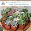 image:imageAltman Plants Specialty Live Succulent Plant 6 Pack No Duplicates Assorted Succulents Featuring Unique Colors amp Shapes 2 in Pots50PACK