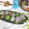 image:imageAltman Plants Specialty Live Succulent Plant 6 Pack No Duplicates Assorted Succulents Featuring Unique Colors amp Shapes 2 in Pots50PACK