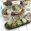 image:imageAltman Plants Specialty Live Succulent Plant 6 Pack No Duplicates Assorted Succulents Featuring Unique Colors amp Shapes 2 in Pots50PACK
