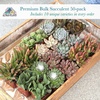 image:imageAltman Plants Specialty Live Succulent Plant 6 Pack No Duplicates Assorted Succulents Featuring Unique Colors amp Shapes 2 in Pots50PACK