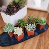 image:imageAltman Plants Specialty Live Succulent Plant 6 Pack No Duplicates Assorted Succulents Featuring Unique Colors amp Shapes 2 in Pots6PACK