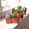 image:imageAltman Plants Specialty Live Succulent Plant 6 Pack No Duplicates Assorted Succulents Featuring Unique Colors amp Shapes 2 in Pots6PACK