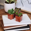 image:imageAltman Plants Specialty Live Succulent Plant 6 Pack No Duplicates Assorted Succulents Featuring Unique Colors amp Shapes 2 in Pots6PACK