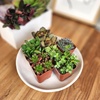image:imageAltman Plants Specialty Live Succulent Plant 6 Pack No Duplicates Assorted Succulents Featuring Unique Colors amp Shapes 2 in Pots6PACK