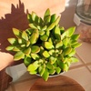 image:imageAltman Plants Stonecrop Sedum Succulent Mix 4 Pack NonToxic Succulents Easy Plant Care 1 Quart Grower Pots Rotating Varieties Pet Safe Real Succulents amp Houseplants for Plant Lovers
