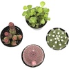 image:imageAltman Plants Succulent Fairy Garden Kit 4 Pack Live Succulents Plants Live Houseplants Fairy Garden Accessories Terrarium Plants Indoor Plants Live Plants Indoor House Plants Succulent Plants