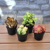 image:imageAltman Plants Succulent Fairy Garden Kit 4 Pack Live Succulents Plants Live Houseplants Fairy Garden Accessories Terrarium Plants Indoor Plants Live Plants Indoor House Plants Succulent Plants