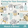 image:imageAltman Plants Swordfish Aloe Plant Exotic Plants Succulents Live Plant Decor Exotic Succulent amp Rare Plants Real Plants Live Succulents Plants Live Houseplants Rare Succulent Plants Live Plants